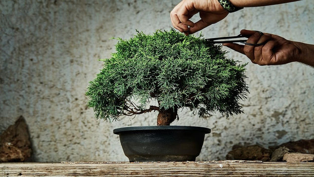 Ficus bonsai tree live plant || live plant for ficus bonsai tree, pack of 2 