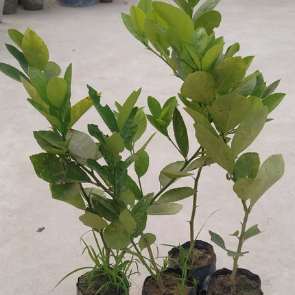 Natura GreenHouse 1 Live Thai All Time Lemon SeedLess Lemon Plant Nimbu Plant Lebu plant All time Hybrid Lemon tree Plant Height (1-1.5 Ft) 