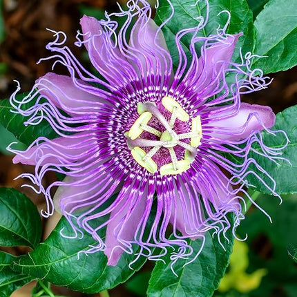 Live Natural 1 Helthy Rakhi Bel Live "Passion Flower "Plant (krisna kamal) || For Home Garden Flower Outdoor & Indoor plant. 