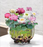Amulya Farms Lotus Flower Seeds for Home Garden Pack of 20, 100% IMPORTED Japanese Mix Colour, Original Rainbow Seeds for Plant in Water, Summer Plants for Gardening | Live Indoor Plants 