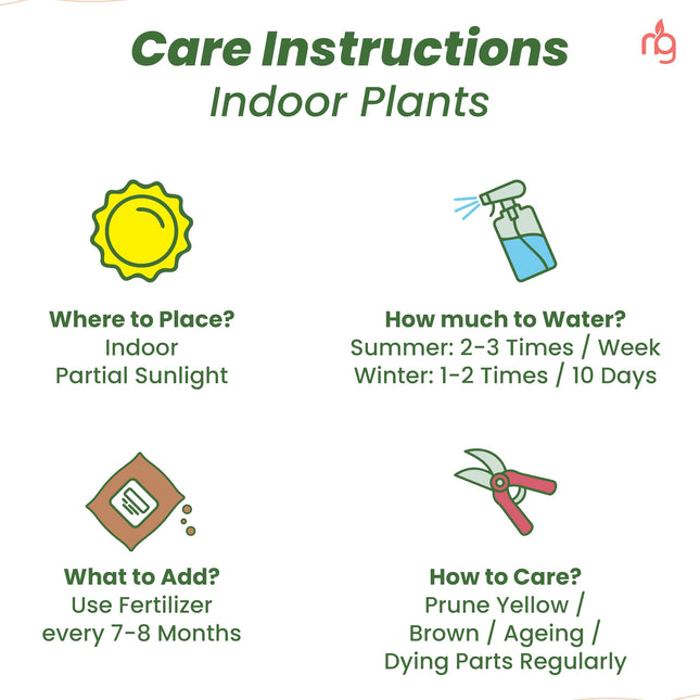 Nurturing Green® Combo of 4 Indoor Live Plants (Jade, Syngonium, Scindapsus Gold & Money Plant Njoy) with Mocha Self Watering Plastic Pots | Air Purifying Plants for Home Decor & Garden 