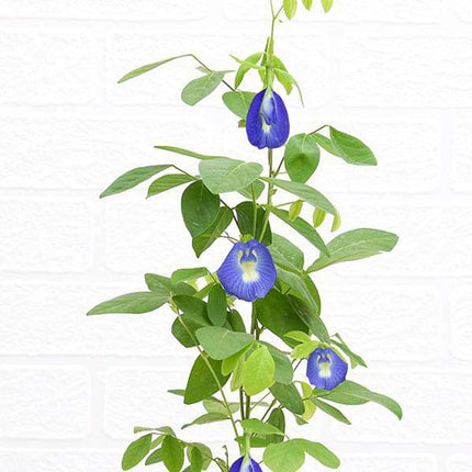 Kalfo Live Blue Aprajita Plant Butterfly Aprajita Flower Asian pigeonwings Clitoria ternatea Butterfly Pea Flower Plant with Pot 