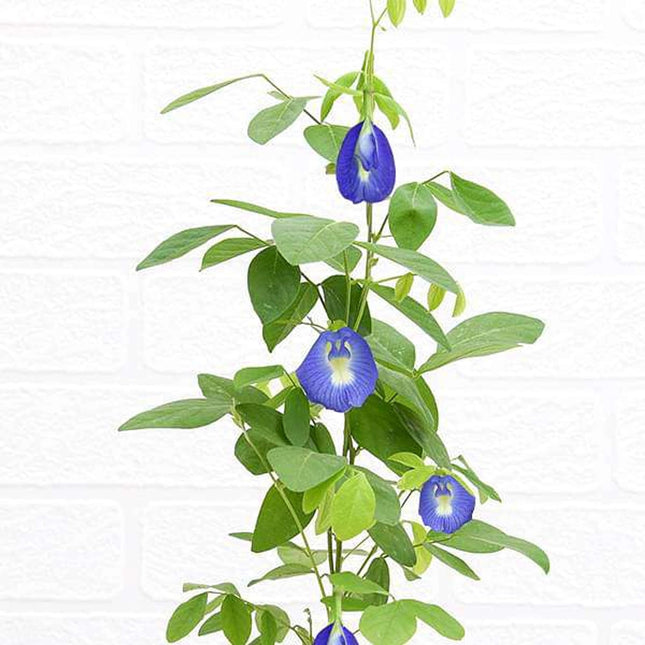 Kalfo Live Blue Aprajita Plant Butterfly Aprajita Flower Asian pigeonwings Clitoria ternatea Butterfly Pea Flower Plant with Pot 