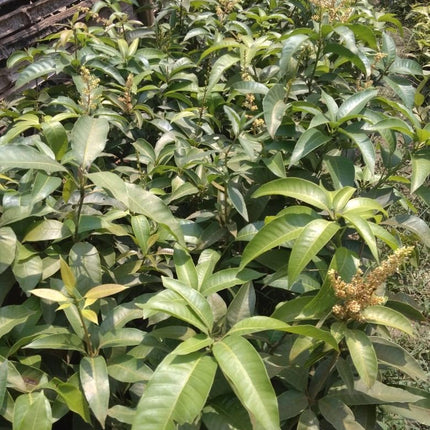 Thai All Time Mango Plant Grafted (Height 1-2 Feet) Fruit After 9-12 Month All Season Mango Plant Hybrid Thailand Baramasi Mango Tree Live Fruit Plant For Home Garden 