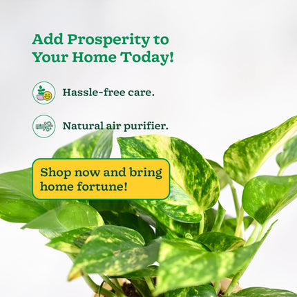 Ugaoo Good Luck Money Plant Variegated With Self Watering Pot 