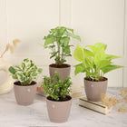 Nurturing Green® Combo of 4 Indoor Live Plants (Jade, Syngonium, Scindapsus Gold & Money Plant Njoy) with Mocha Self Watering Plastic Pots | Air Purifying Plants for Home Decor & Garden 