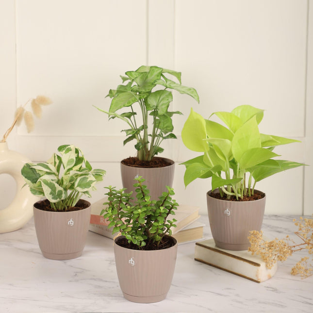 Nurturing Green® Combo of 4 Indoor Live Plants (Jade, Syngonium, Scindapsus Gold & Money Plant Njoy) with Mocha Self Watering Plastic Pots | Air Purifying Plants for Home Decor & Garden 