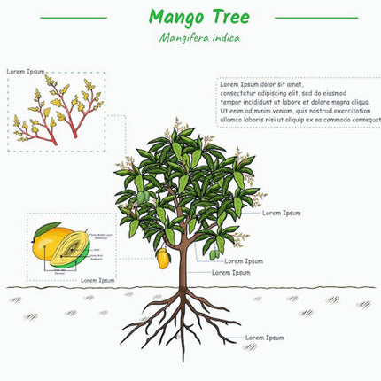 Thai All Time Mango Plant Grafted (Height 1-2 Feet) Fruit After 9-12 Month All Season Mango Plant Hybrid Thailand Baramasi Mango Tree Live Fruit Plant For Home Garden 