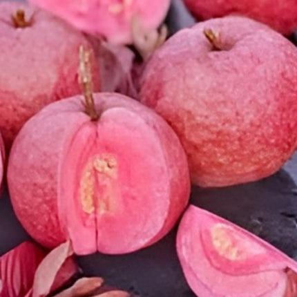 CPEYARE Japanese Red Guava Tree - Live Plant (1-2 ft) | Fruits in 2-3 Years | Delicious & Exotic Guava 