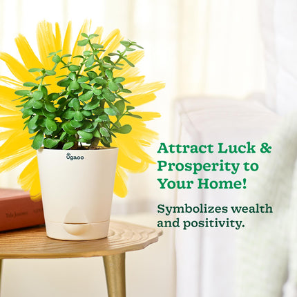 Ugaoo Good Luck Jade Plant with Self Watering Pot 