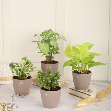 Nurturing Green® Combo of 4 Indoor Live Plants (Jade, Syngonium, Scindapsus Gold & Money Plant Njoy) with Mocha Self Watering Plastic Pots | Air Purifying Plants for Home Decor & Garden 