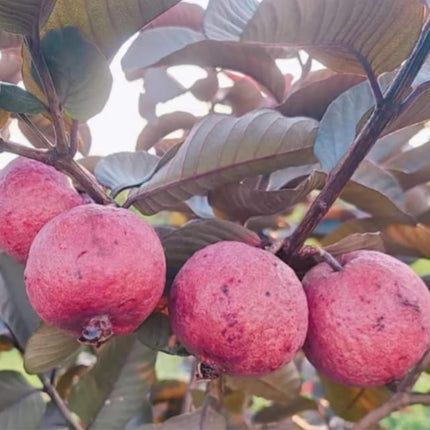 CPEYARE Japanese Red Guava Tree - Live Plant (1-2 ft) | Fruits in 2-3 Years | Delicious & Exotic Guava 