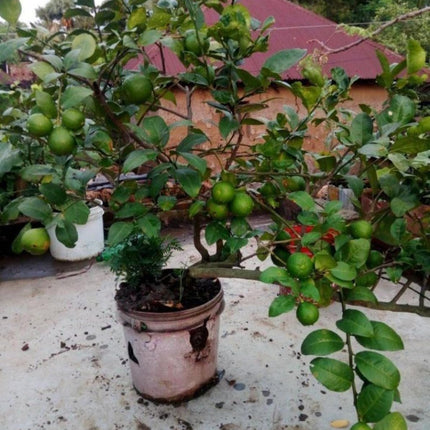Golden Bloom Original Live Thai All Time Desi Hybrid PAti Lemon Plant Air - Layering Pati LemonTree Plant Tree Height 1.5-2 FT 