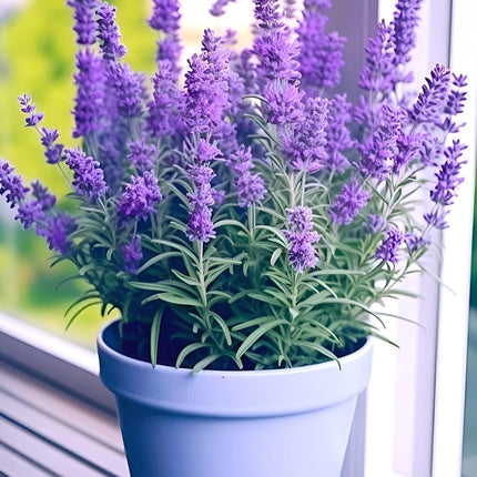 Live Wonderful All Season Purple Lavender Flower Tree Healthy Live Plant For Home Garden Outdoor Indoor plant in Black Pot 