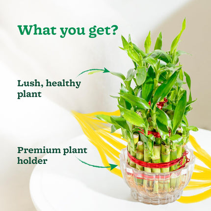 Ugaoo Lucky Bamboo 3 Layer Feng Shui Plant (green color) 