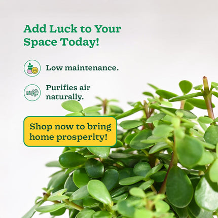 Ugaoo Good Luck Jade Plant with Self Watering Pot 