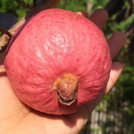 CPEYARE Japanese Red Guava Tree - Live Plant (1-2 ft) | Fruits in 2-3 Years | Delicious & Exotic Guava 