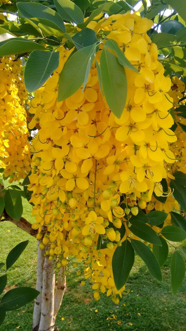 Greenery Nursery Shower/Amaltas/Indian Laburnum ?/Sonali Live Plants & Tree(1.5-2 Ft Size) Healthy plant in Nursery Grow Bag Pack Of 1 