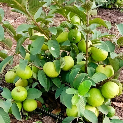 YOTOVA XC High Yield Hybrid All Seasons Guava Fruit Tree Live Plant for Home Kitchen Terrace Garden Amrood Ka Podha Amrud Phal Ka Paudha Grafted Outdoor 