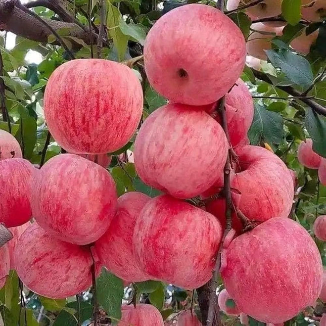 Apple tree live plant hybrid, Apple live plant hybrid grafted Pack of 1 apple plant 