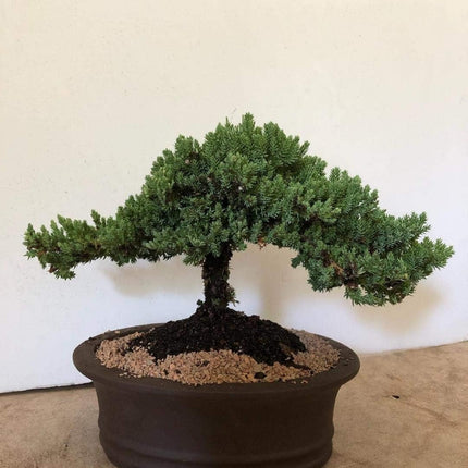 Ficus bonsai tree live plant || live plant for ficus bonsai tree, pack of 2 