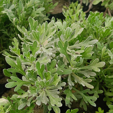 Live Wonderful All Season Purple Lavender Flower Tree Healthy Live Plant For Home Garden Outdoor Indoor plant in Black Pot 