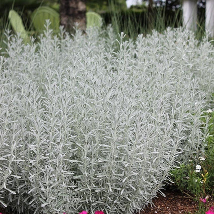 Live Wonderful All Season Purple Lavender Flower Tree Healthy Live Plant For Home Garden Outdoor Indoor plant in Black Pot | FLORVANA | (LEVENDER) 