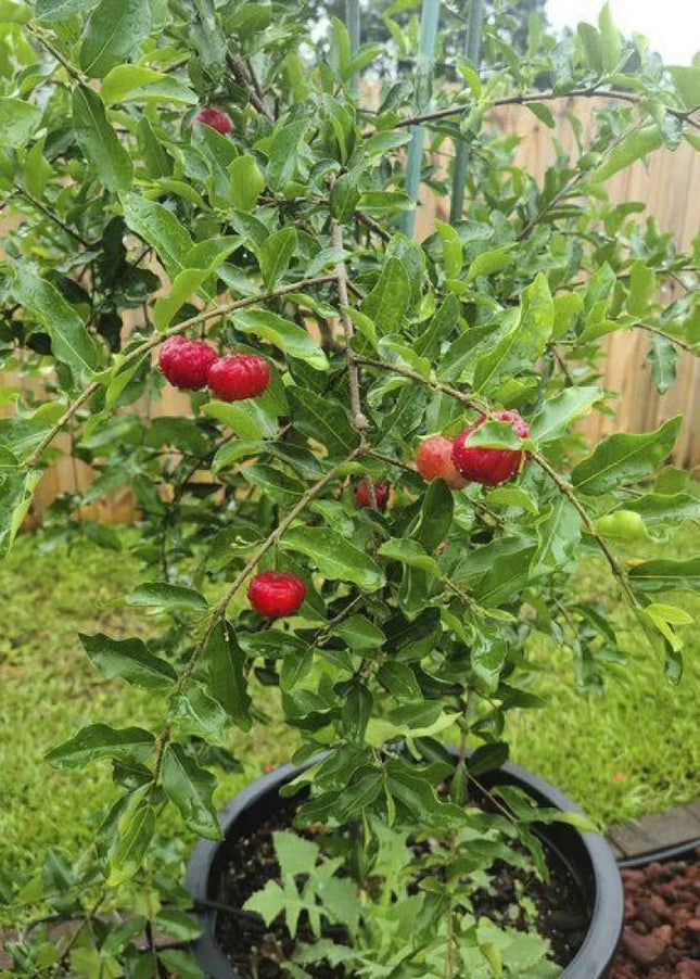 Cherry Tree Plant, Indoor/Outdoor, Live Tree for Home, Office or Garden, Pack of 1 