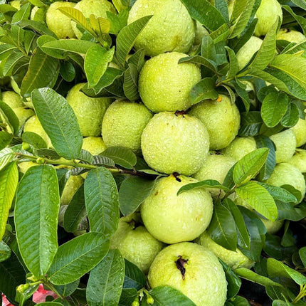 YOTOVA XC High Yield Hybrid All Seasons Guava Fruit Tree Live Plant for Home Kitchen Terrace Garden Amrood Ka Podha Amrud Phal Ka Paudha Grafted Outdoor 