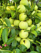 YOTOVA XC High Yield Hybrid All Seasons Guava Fruit Tree Live Plant for Home Kitchen Terrace Garden Amrood Ka Podha Amrud Phal Ka Paudha Grafted Outdoor 