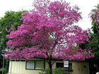 Green Paradise Live Beautiful Pink Trumpet Tabebuia rosea Tree Sapling Plant 