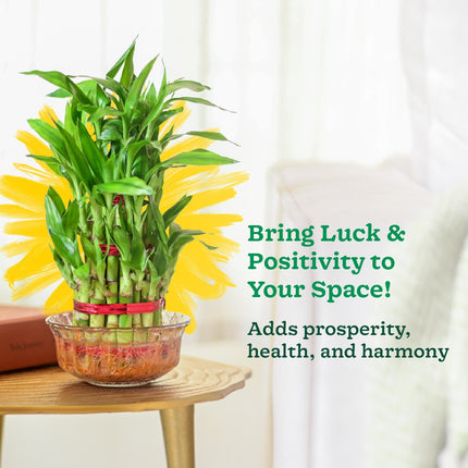 Ugaoo Lucky Bamboo 3 Layer Feng Shui Plant (green color) 