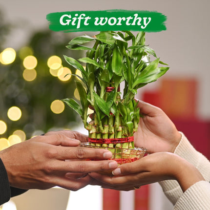 Ugaoo Lucky Bamboo 3 Layer Feng Shui Plant (green color) 