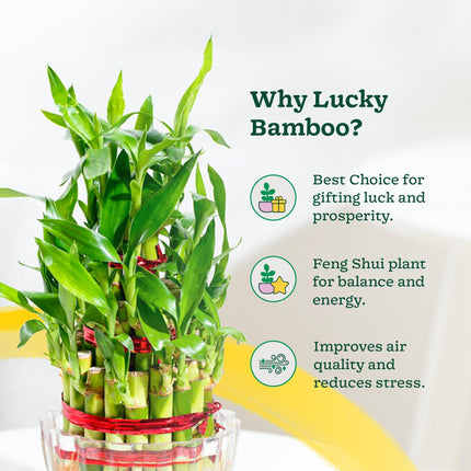 Ugaoo Lucky Bamboo 3 Layer Feng Shui Plant (green color) 