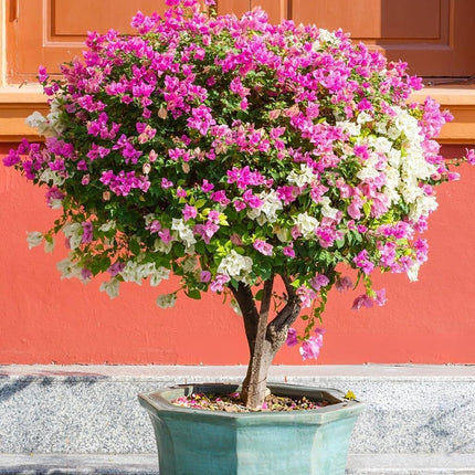 Bigreen Multi-Grafted Bougainvillea Live Plant | Vibrant Summer Paper Flower Sapling for Home Garden & Balcony | Colourful Outdoor Blooming Plant | Easy Maintenance (Pack of 1) 