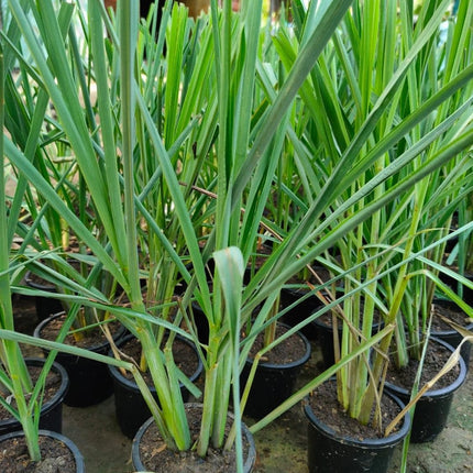 Bigreen Lemongrass Medicinal Live Plant with Pot | Fresh Aromatic Herb for Wellness & Home Garden | Natural Air Purifier & Culinary Herb - Pack of 1 
