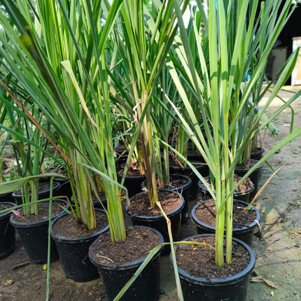 Bigreen Lemongrass Medicinal Live Plant with Pot | Fresh Aromatic Herb for Wellness & Home Garden | Natural Air Purifier & Culinary Herb - Pack of 1 