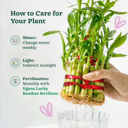 Ugaoo Lucky Bamboo 3 Layer Feng Shui Plant (green color) 