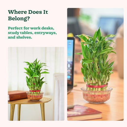 Ugaoo Lucky Bamboo 3 Layer Feng Shui Plant (green color) 