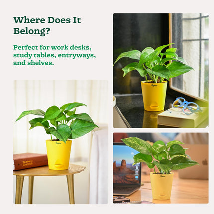 Ugaoo Good Luck Money Plant Variegated With Self Watering Pot 