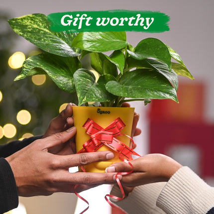 Ugaoo Good Luck Money Plant Variegated With Self Watering Pot 