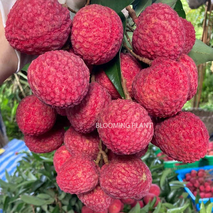 Live Muzaffarpur Shahi Litchi Plant/Lychee/Lichu-Rare, High-Yield - Air Layering (1-2 Feet Size) - Hybrid Fruit Tree (1 Plant Sapling in Poly Bag). 