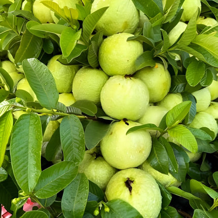 All Season Very Sweet Green Thai 7 Guava baramasi,Rare Varity Thailand Guava Live Fruit Plants & Tree Bonsai Fruit Plant All Season Fruit Plant(pack of 1) 