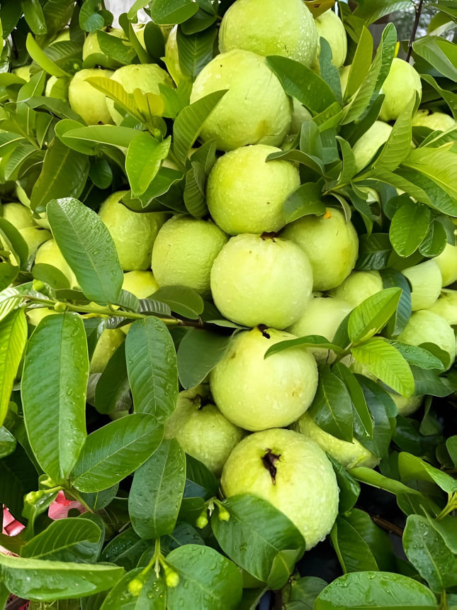All Season Very Sweet Green Thai 7 Guava baramasi,Rare Varity Thailand Guava Live Fruit Plants & Tree Bonsai Fruit Plant All Season Fruit Plant(pack of 1) 