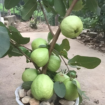All Season Very Sweet Green Thai 7 Guava baramasi,Rare Varity Thailand Guava Live Fruit Plants & Tree Bonsai Fruit Plant All Season Fruit Plant(pack of 1) 