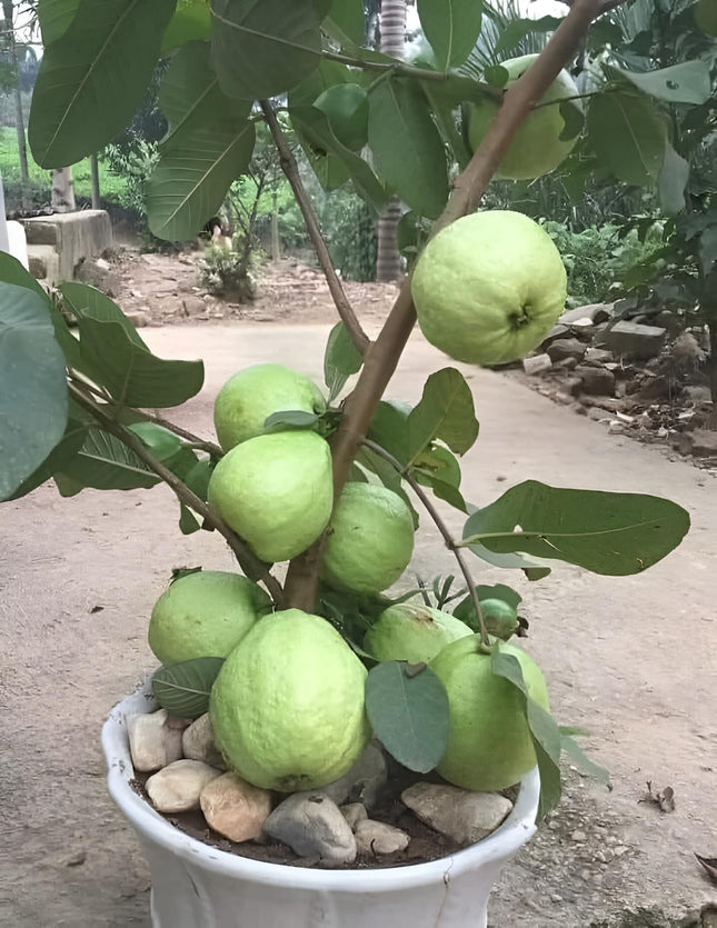 All Season Very Sweet Green Thai 7 Guava baramasi,Rare Varity Thailand Guava Live Fruit Plants & Tree Bonsai Fruit Plant All Season Fruit Plant(pack of 1) 