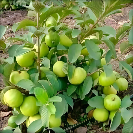 All Season Very Sweet Green Thai 7 Guava baramasi,Rare Varity Thailand Guava Live Fruit Plants & Tree Bonsai Fruit Plant All Season Fruit Plant(pack of 1) 