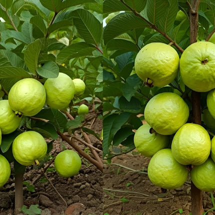 All Season Very Sweet Green Thai 7 Guava baramasi,Rare Varity Thailand Guava Live Fruit Plants & Tree Bonsai Fruit Plant All Season Fruit Plant(pack of 1) 