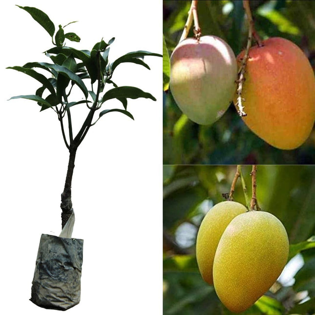 Alphonso mango tree plant grafted (1 healthy live plant) 