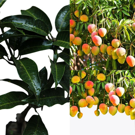 Alphonso mango tree plant grafted (1 healthy live plant) 